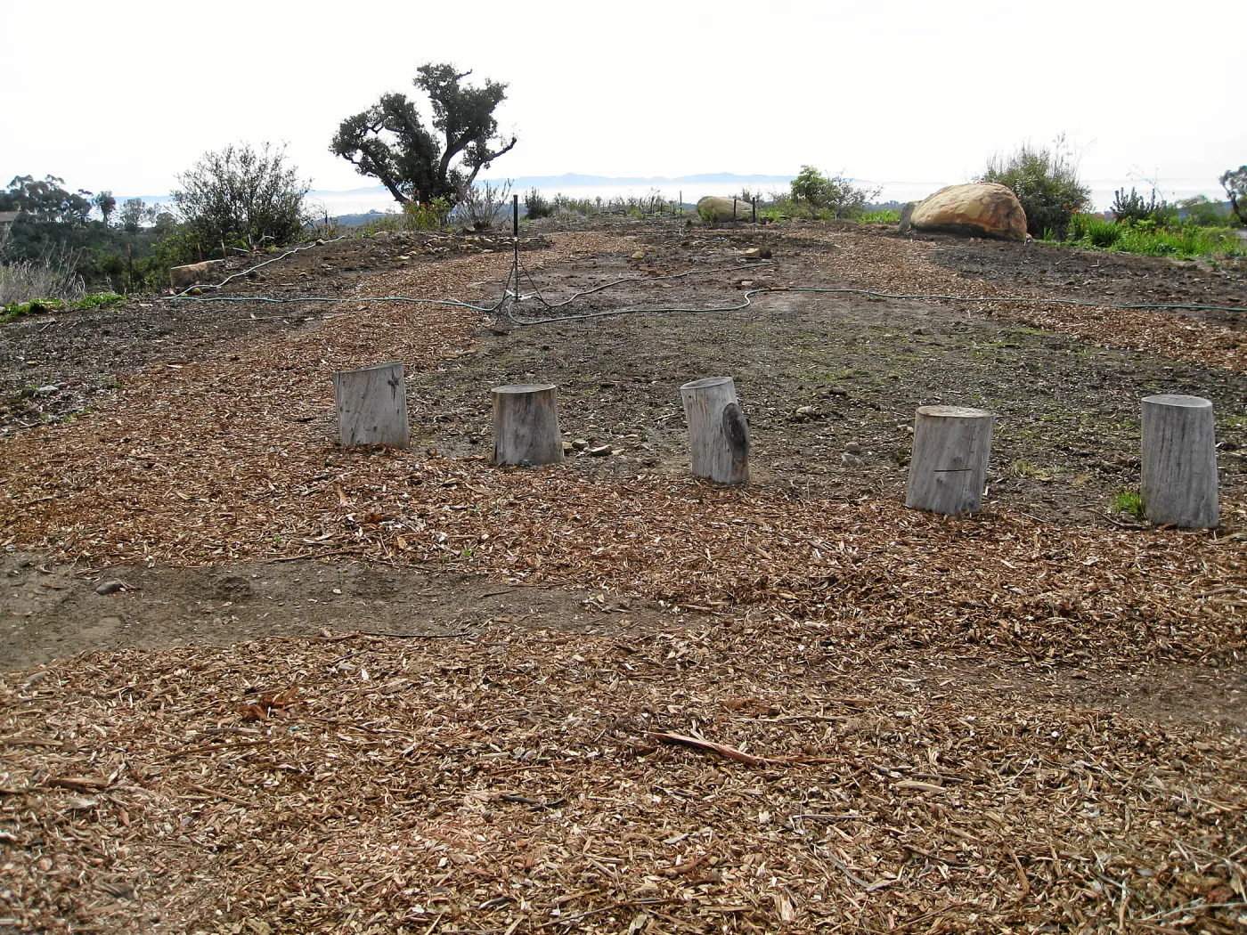 Gane House site seeded to wildflowers