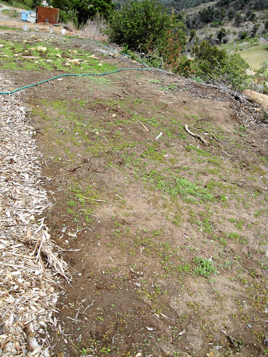 Gane site sowed to wildflowers