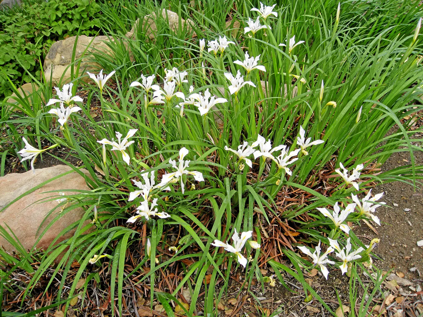 Iris in the Meadow View