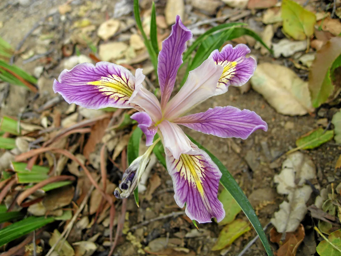 Iris in the Meadow View