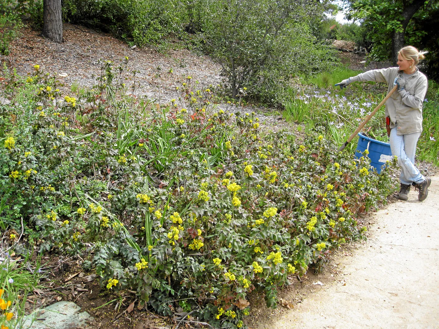 Leita Lord with Berberis in the Meadow View