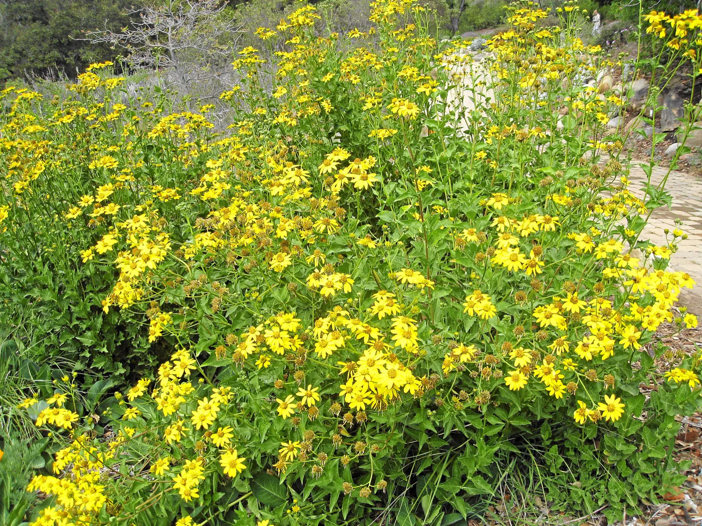 Verbesina hastata east side of Meadow