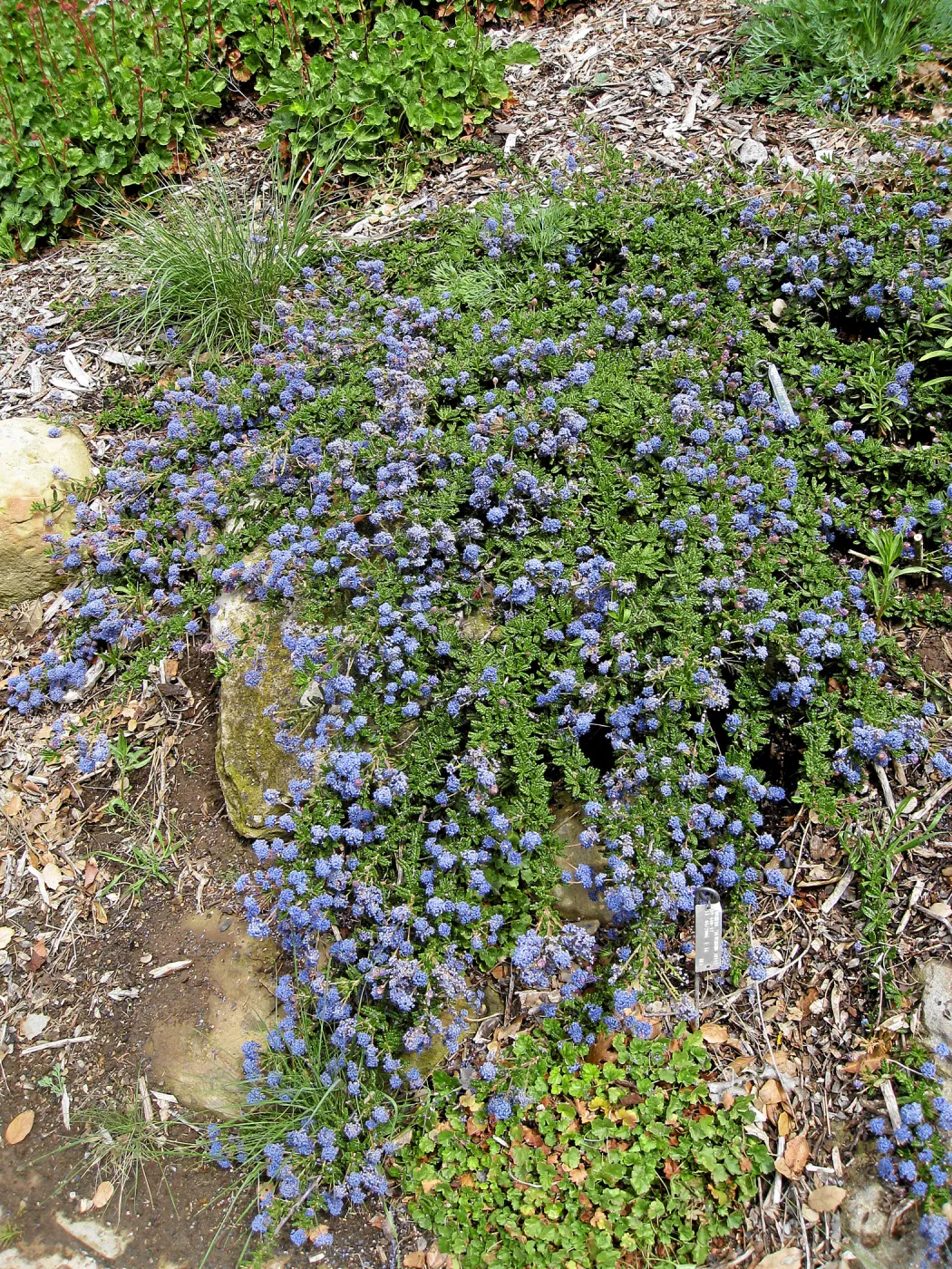 Ceanothus hearstiorum on parking lot bank