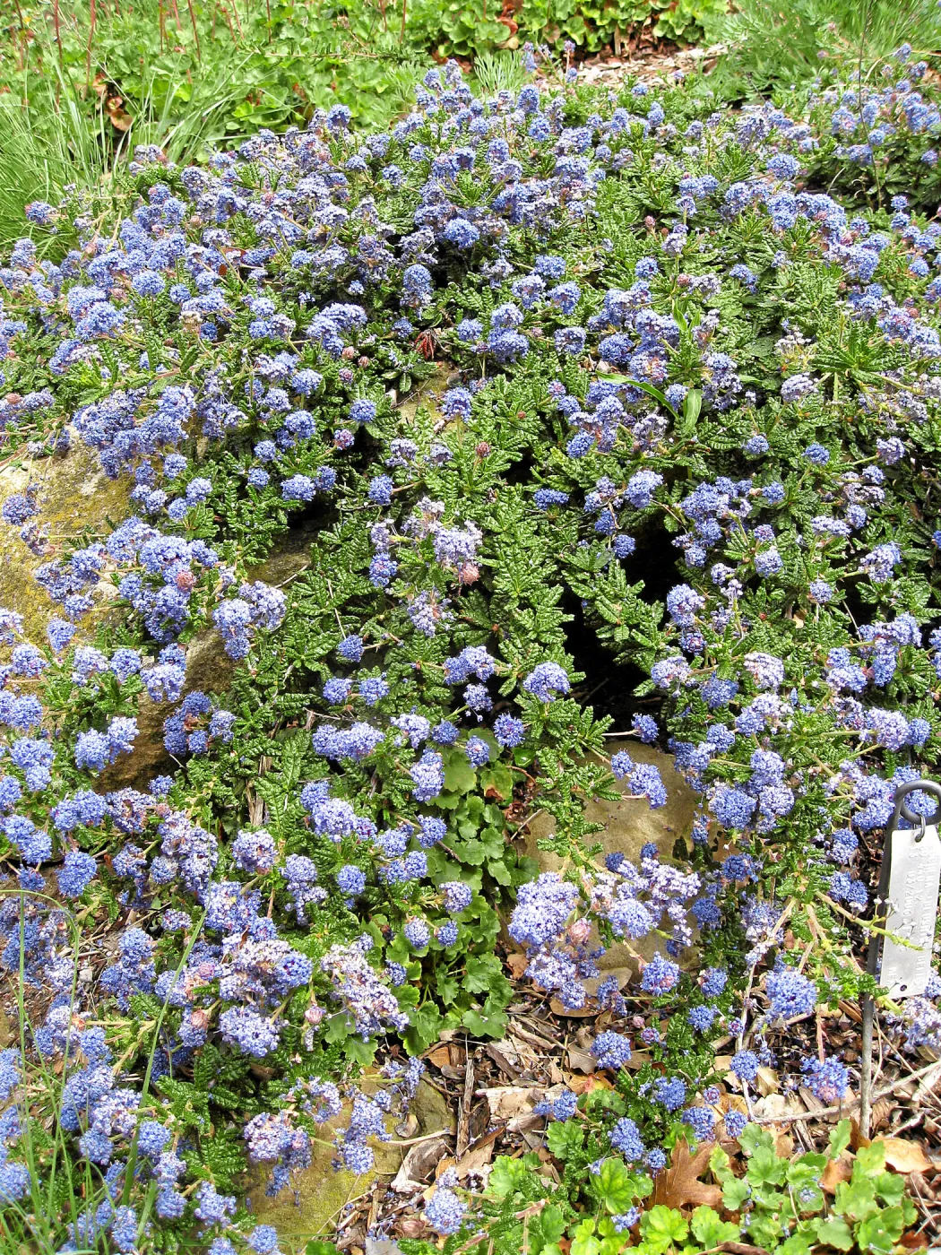 Ceanothus hearstiorum on parking lot bank