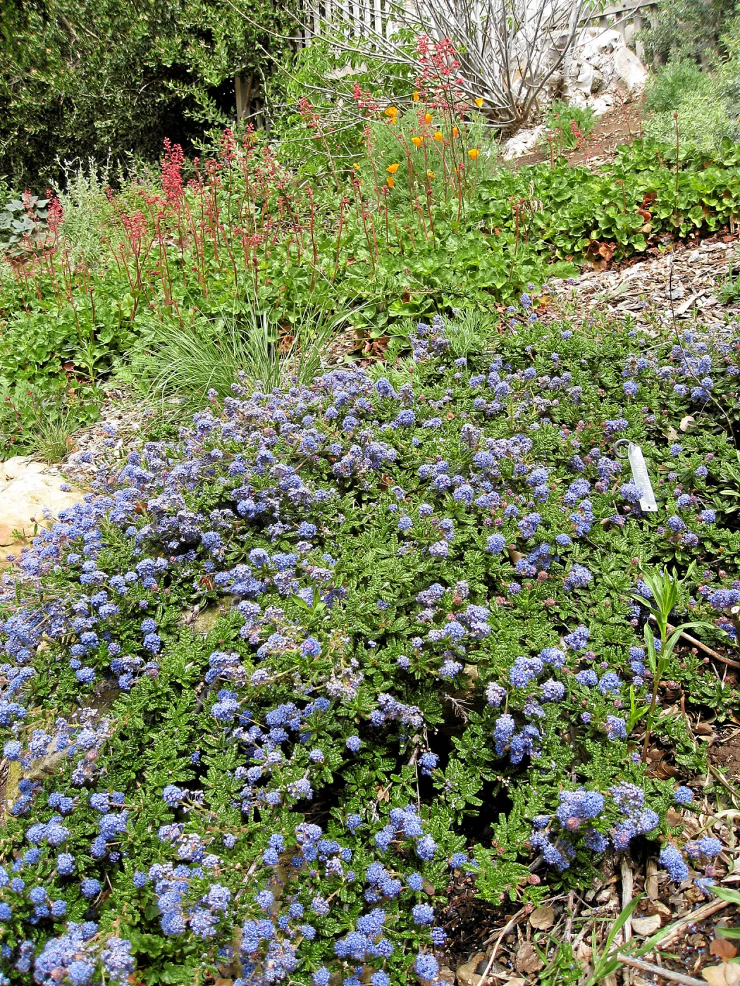 Ceanothus hearstiorum on parking lot bank