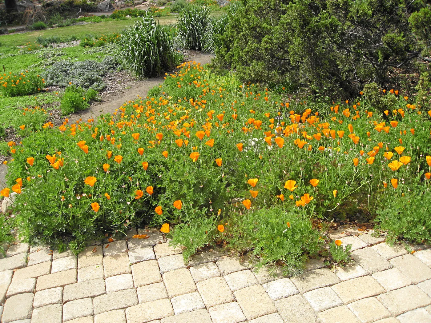 California poppy along east side of Meadow