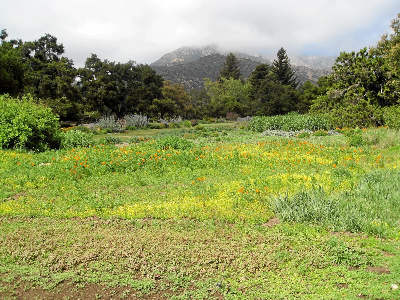 Wildflowers begining to bloom in the Meadow
