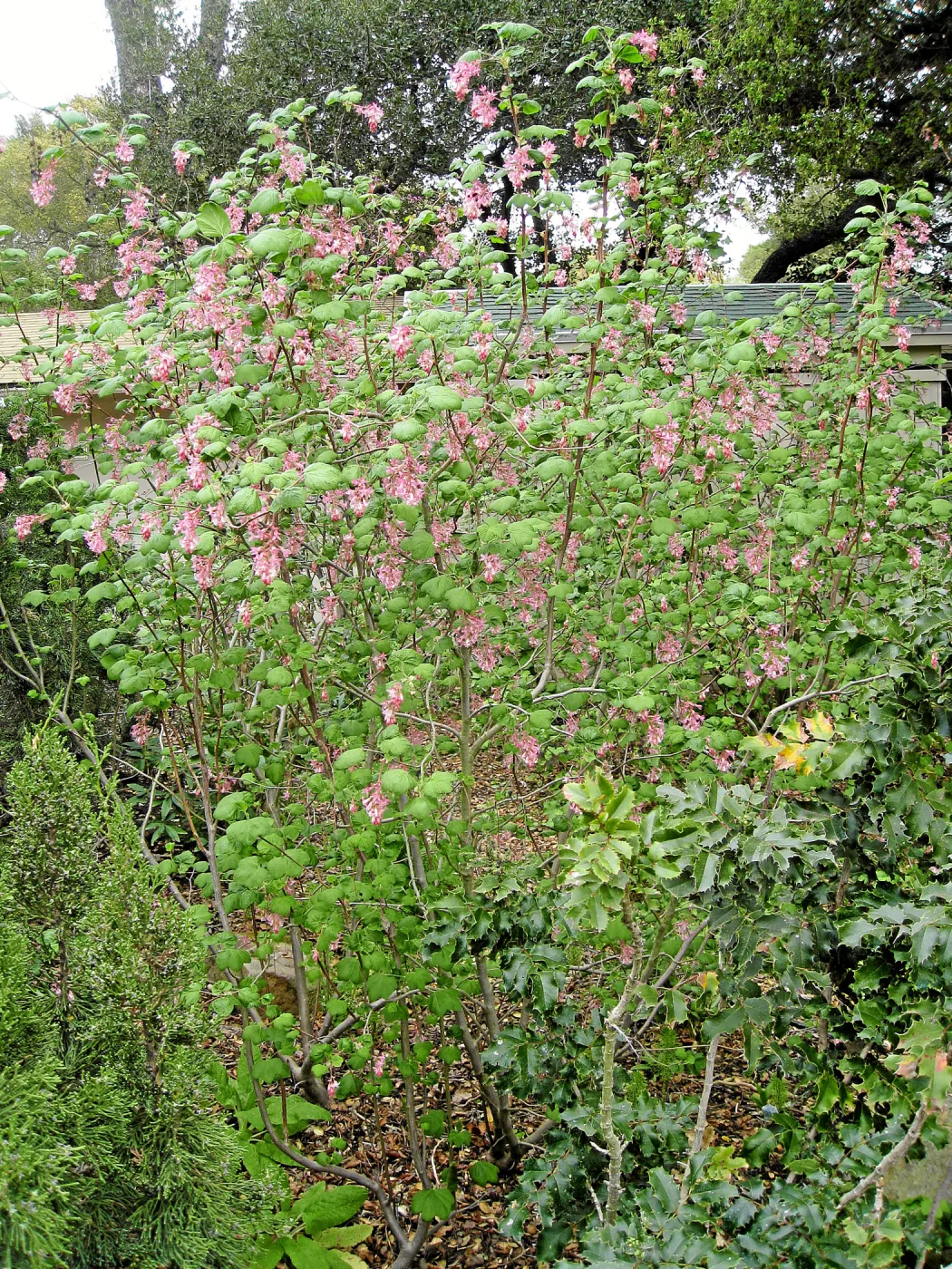 Ribes sanguinium glutinosum
