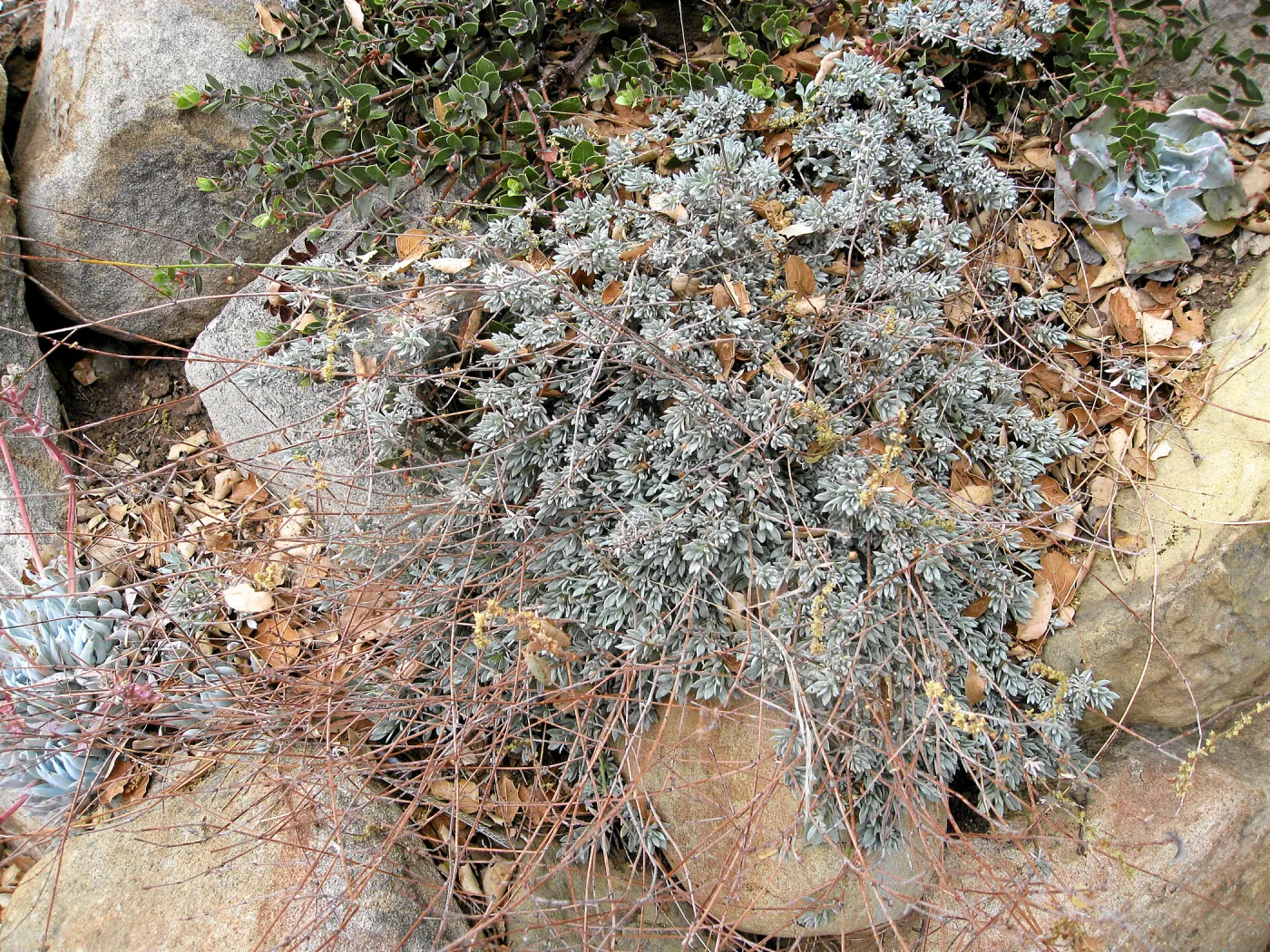 Eriogonum wrightii