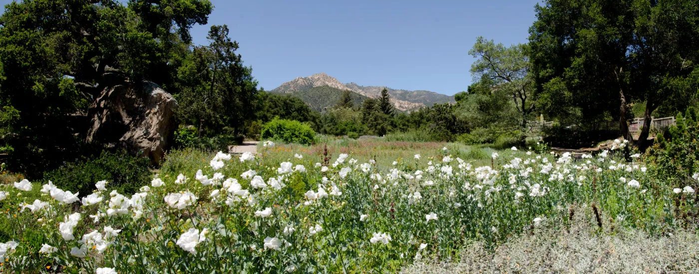 Matilija poppies in bloom, Meadow panorama