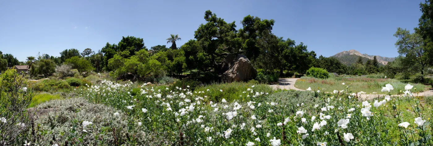 Matilija poppies in bloom, Meadow panorama