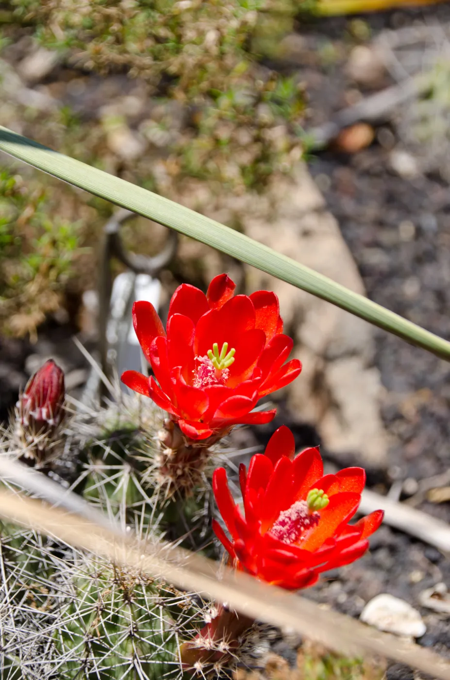 cactus flowers, Desert Section, SBBG