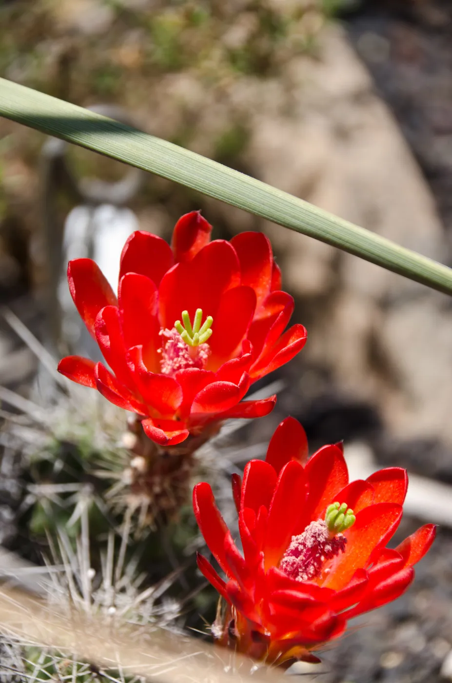 cactus flowers, Desert Section, SBBG