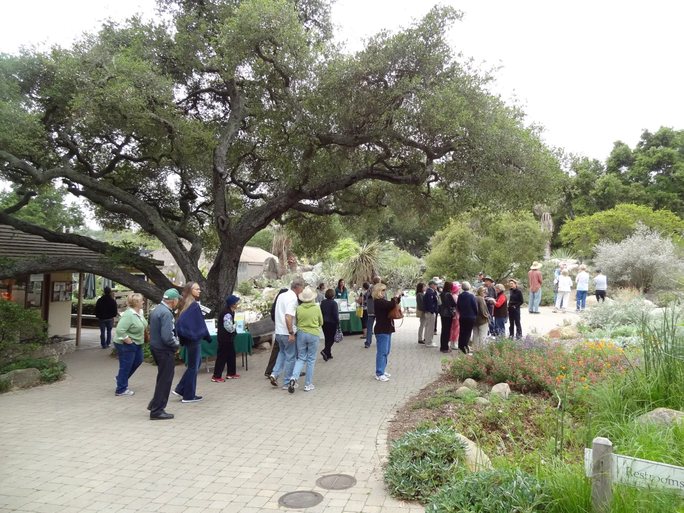 Visitors under the Entrance oak, National Public Gardens Day 2012, SBBG
