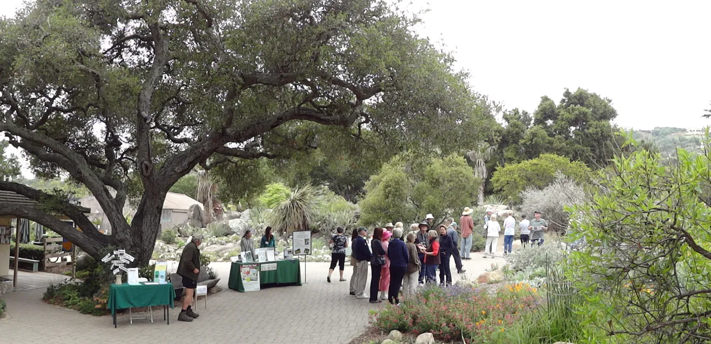 Visitors under the Entrance oak, National Public Gardens Day 2012, SBBG