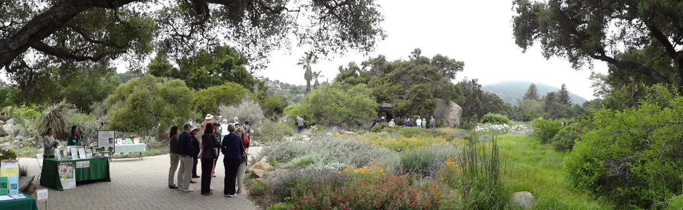Visitors under the Entrance oak, National Public Gardens Day 2012, SBBG