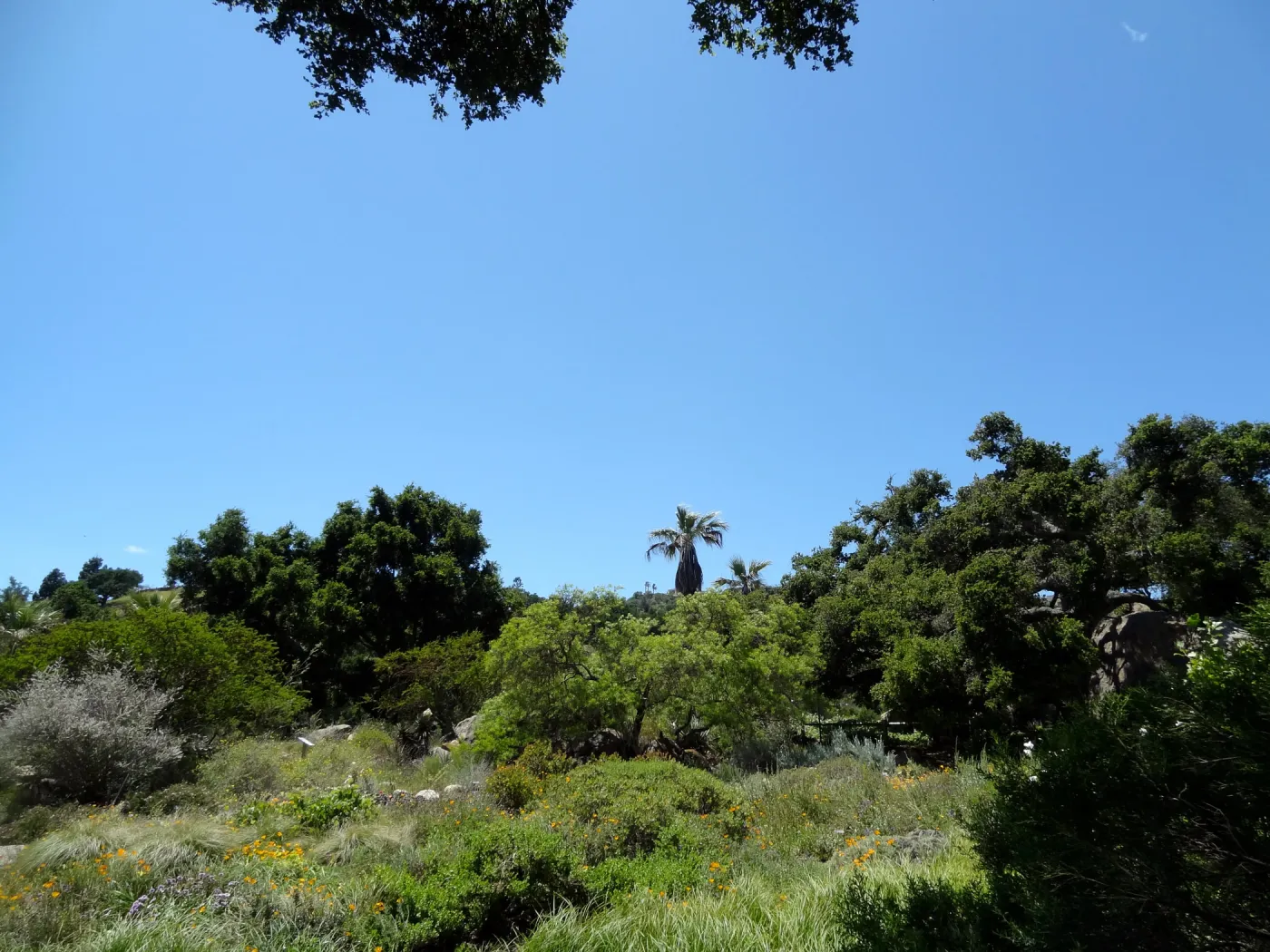 Washingtonia palm, Meadow and Desert Section view