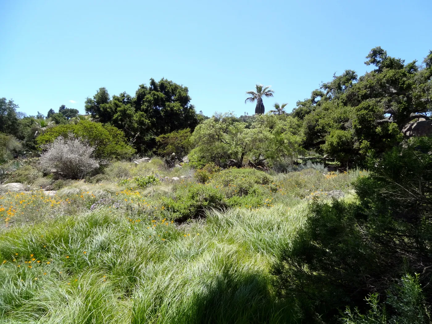 Washingtonia palm, Meadow and Desert Section view
