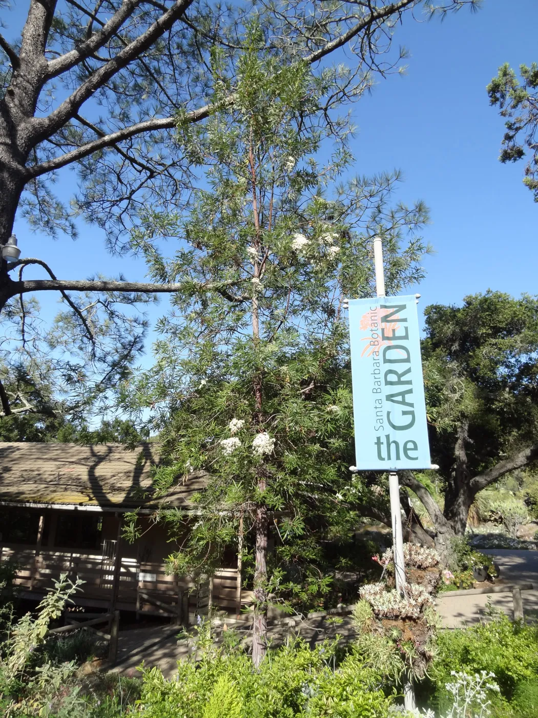 SBBG Entrance banner with Ironwood in bloom