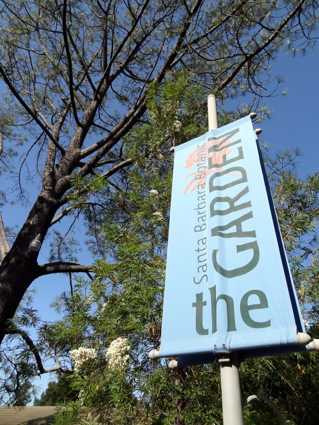 SBBG Entrance banner with Ironwood in bloom