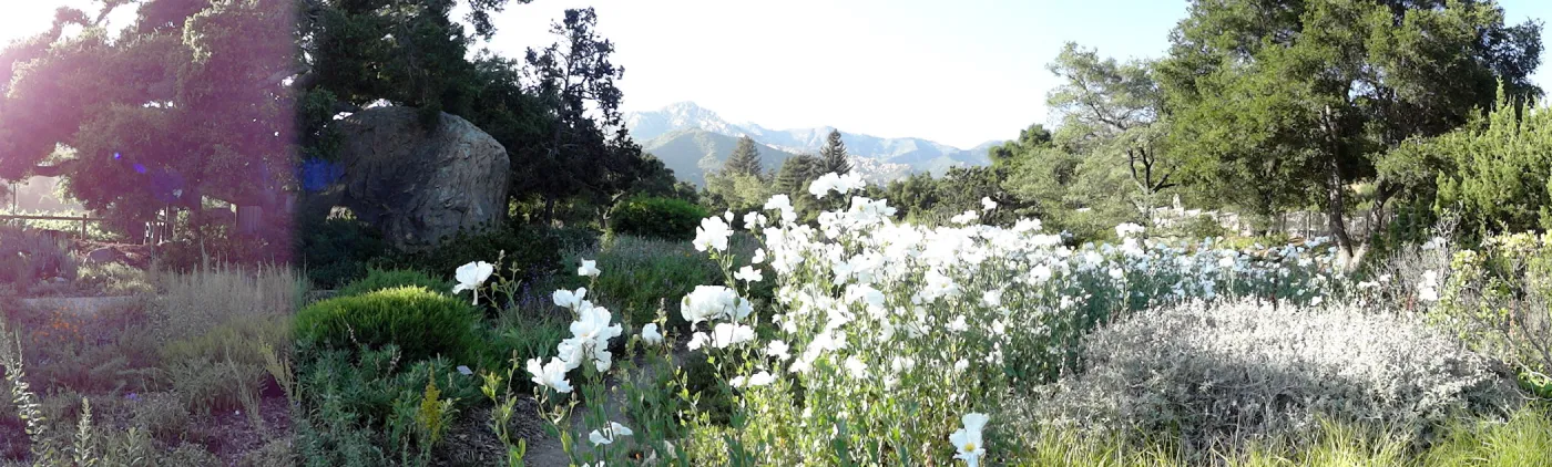 Meadow panorama, Matilija poppies in bloom