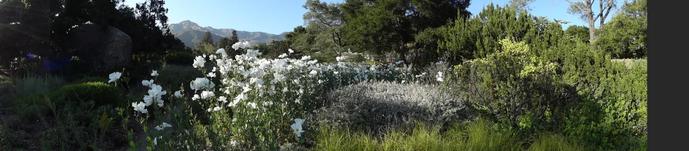 Meadow panorama, Matilija poppies in bloom