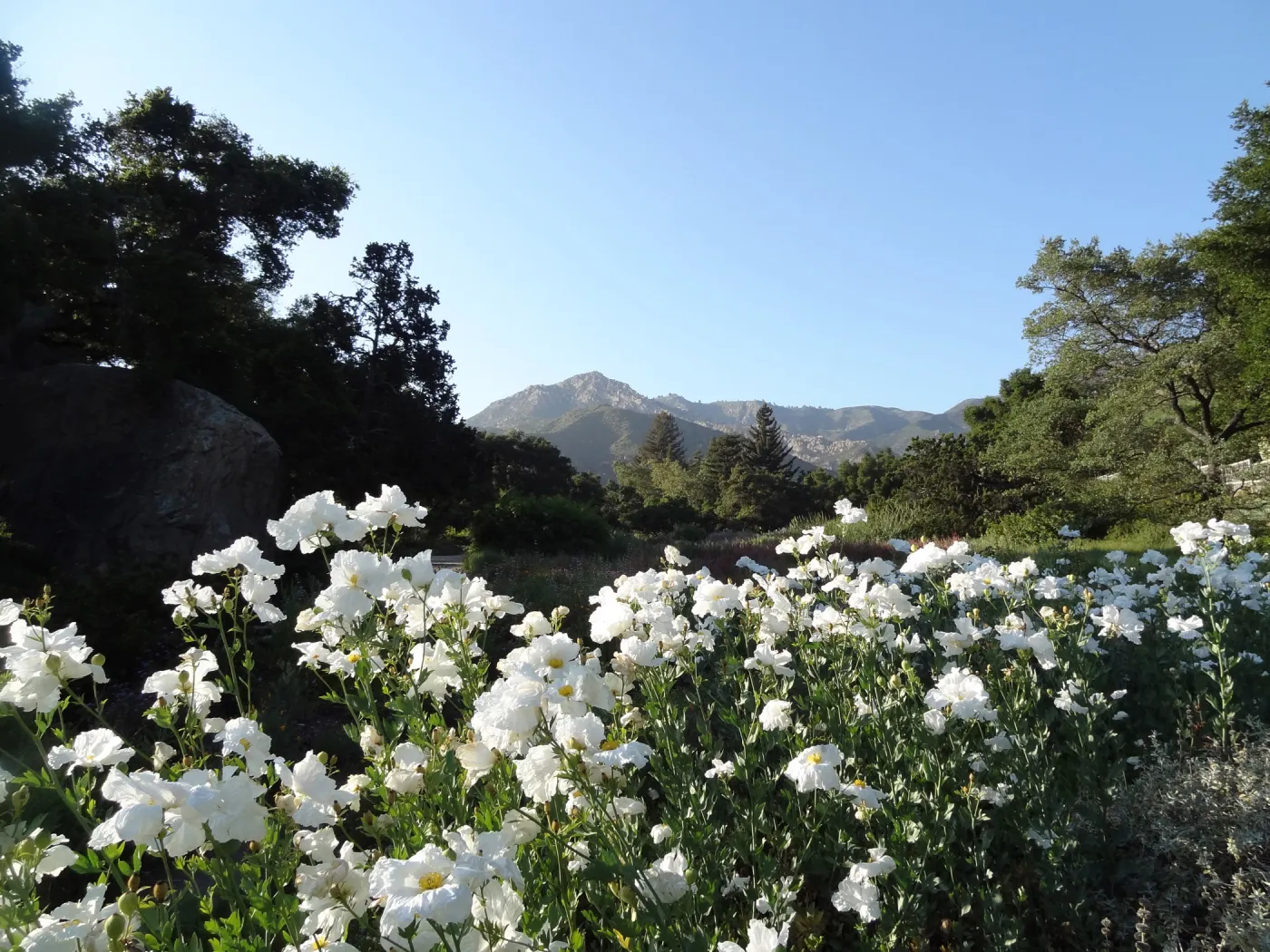 Meadow, Matilija poppies in bloom