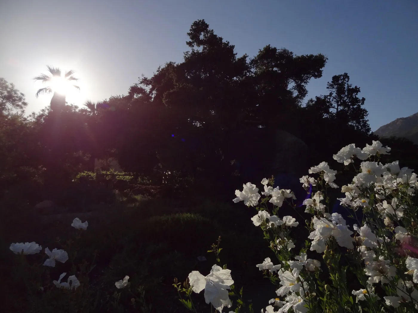 Meadow, Matilija poppies in bloom