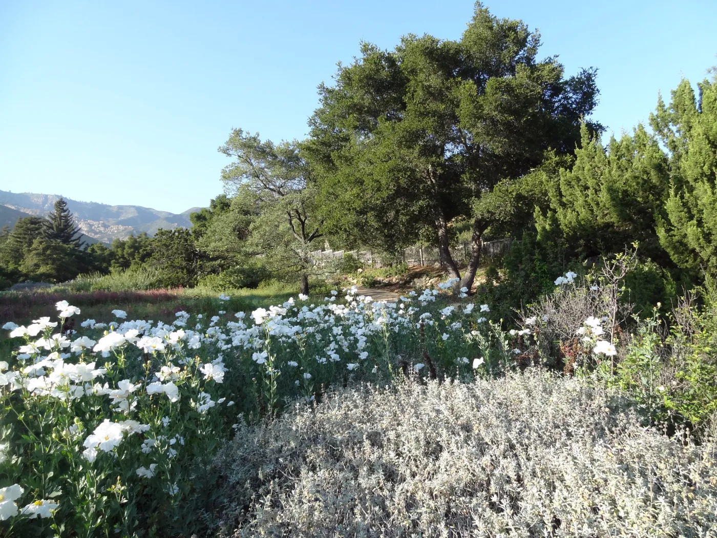 Meadow, Matilija poppies in bloom