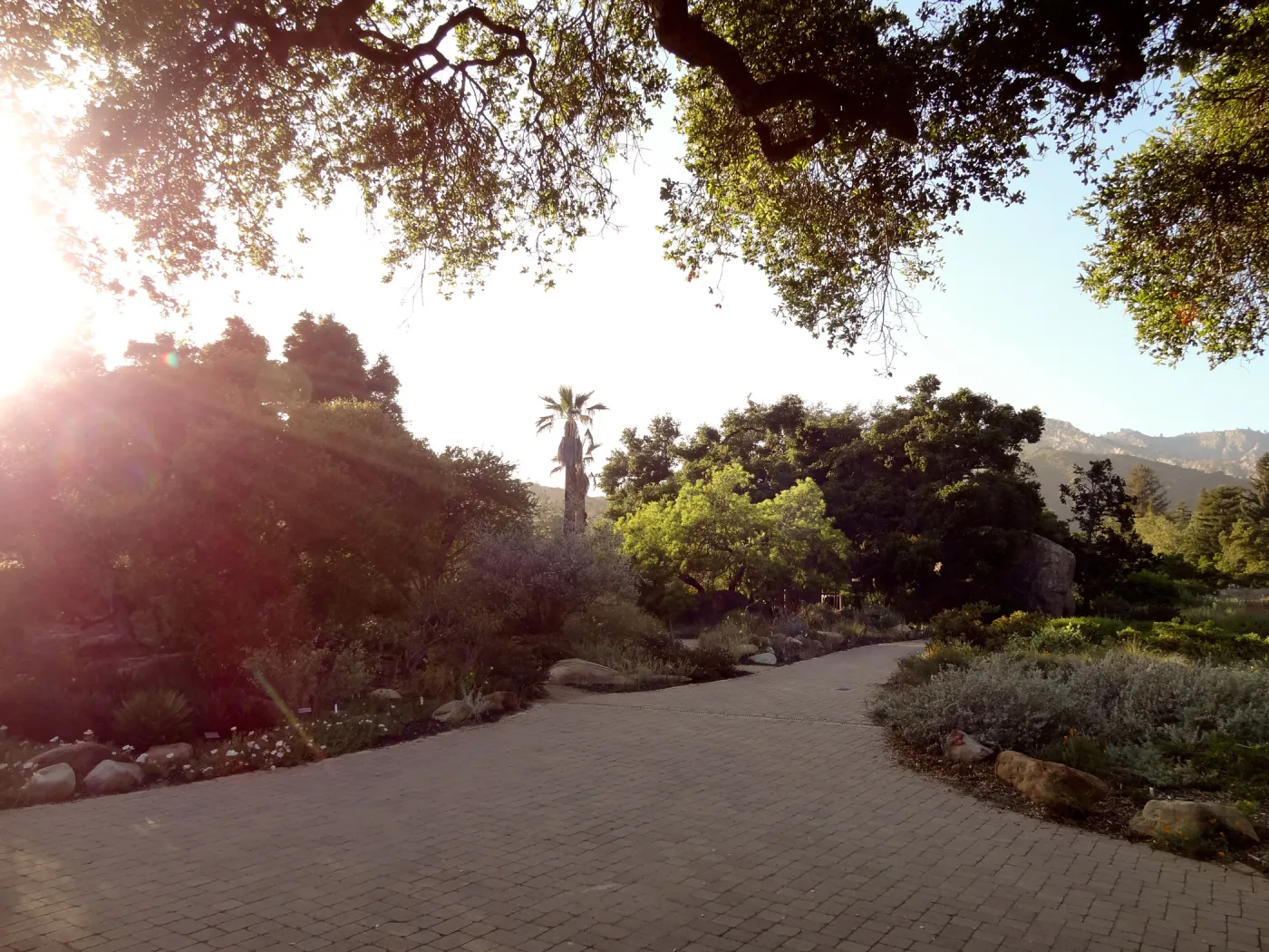 Garden view at sunset