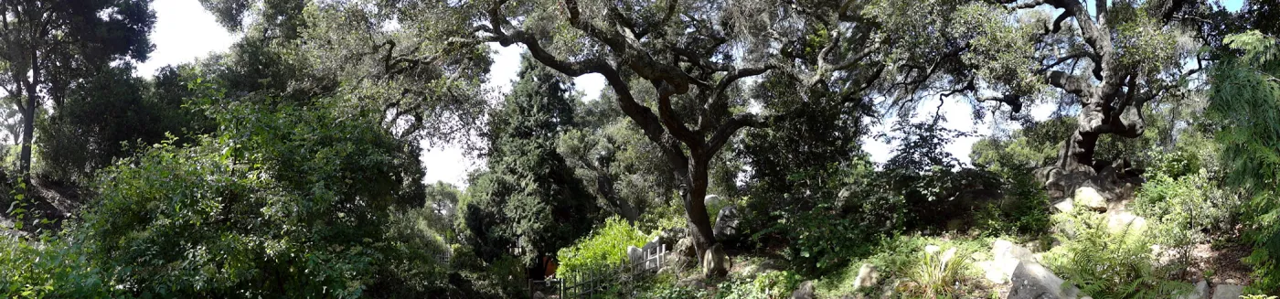 oak canopy, Arroyo Section panorama