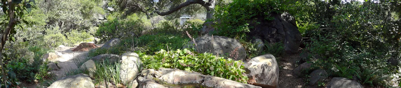 oak canopy,Manzanita Section panorama