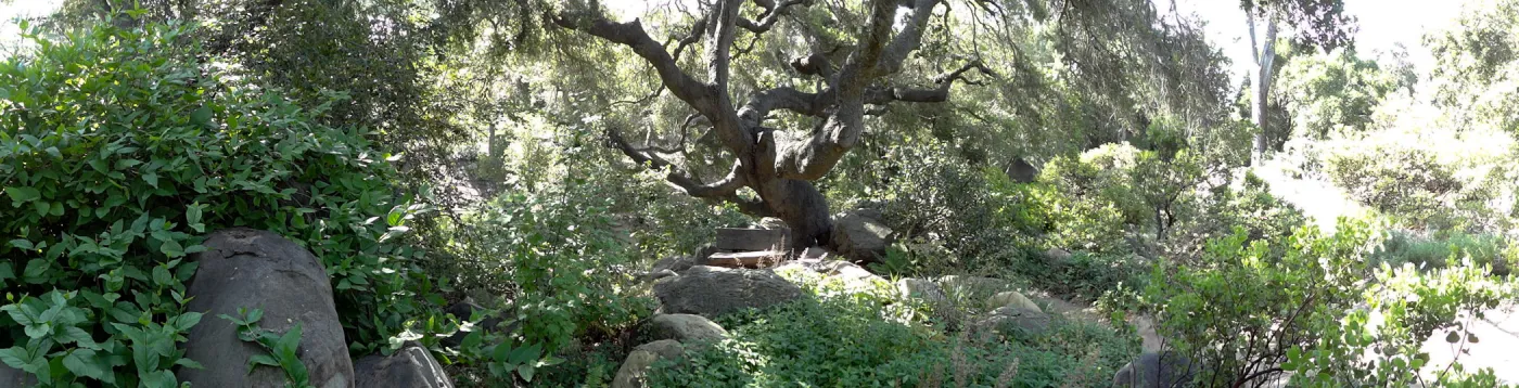 wood bench, oak canopy, Manzanita Section panorama