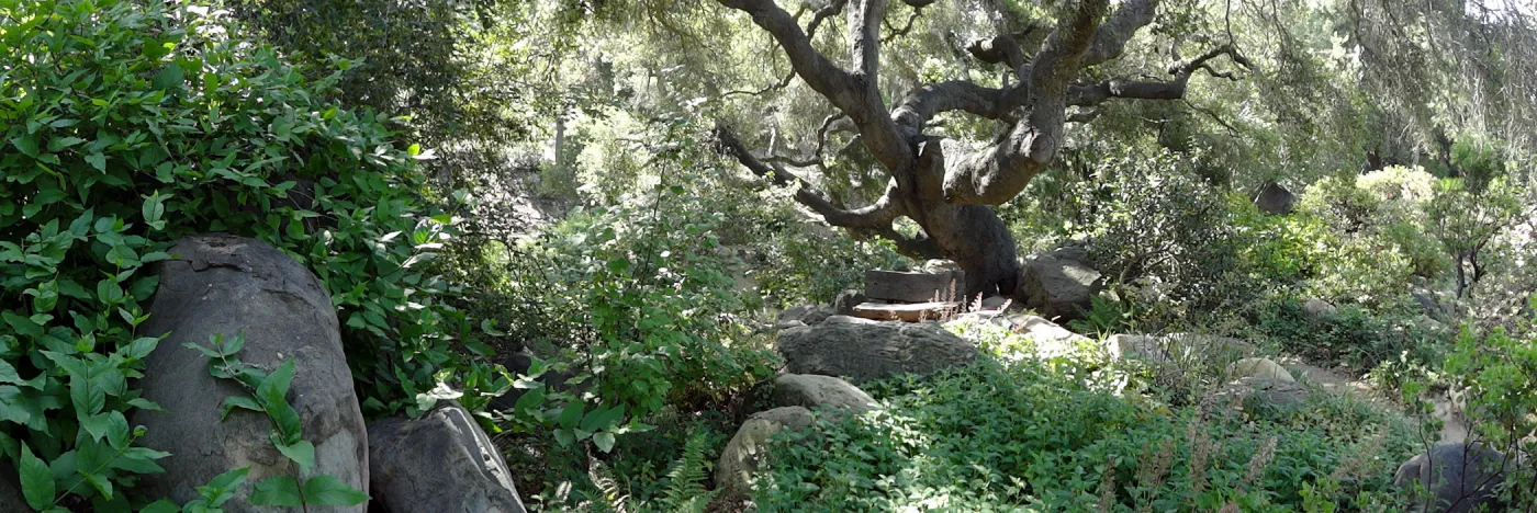 wood bench, oak canopy, Manzanita Section panorama