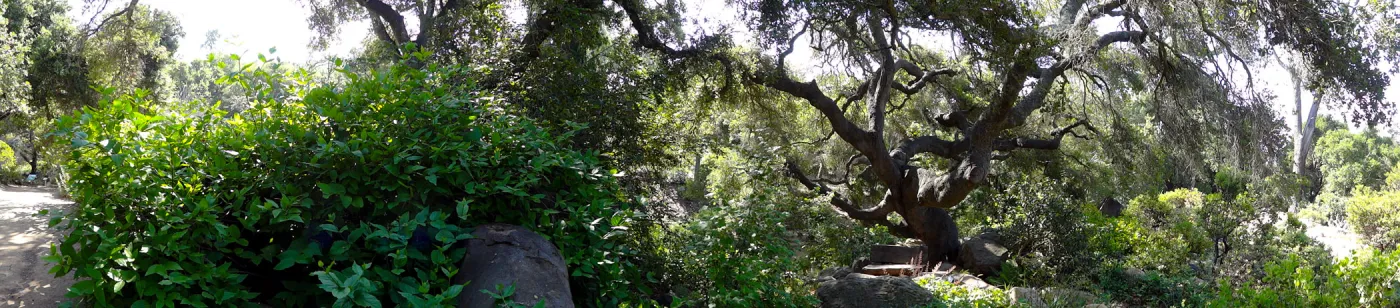 wood bench, oak canopy, Manzanita Section panorama