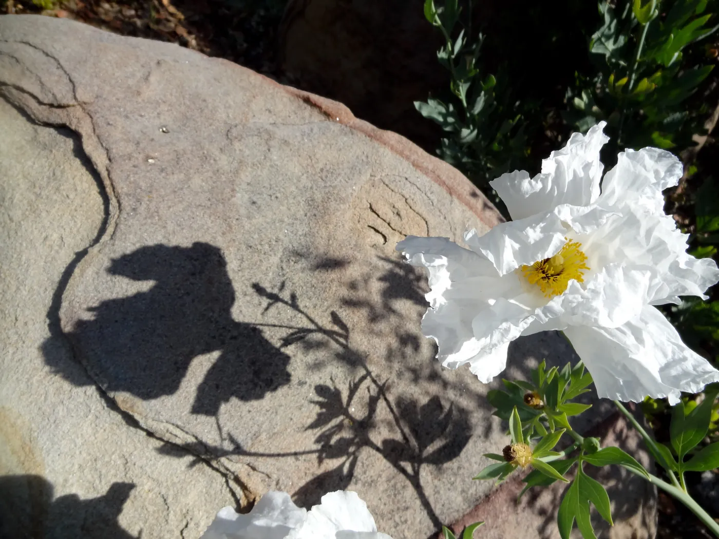 Matilija poppies in bloom with shadow on boulder