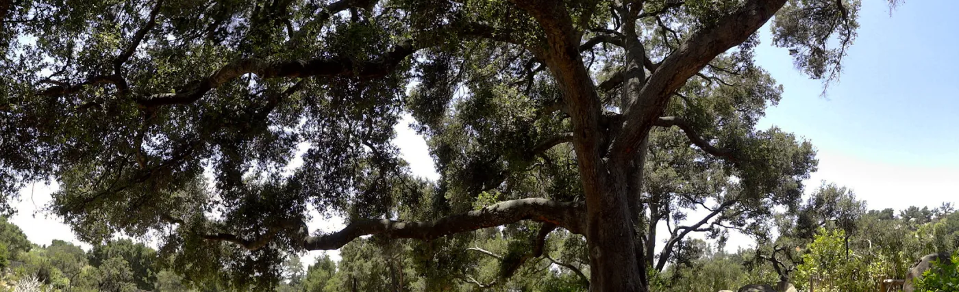 Oak canopy, Meadow panorama