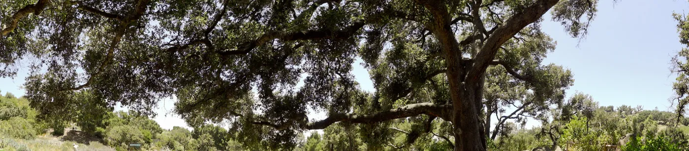 oak canopy, Meadow panorama