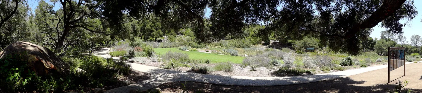oak canopy, Meadow panorama