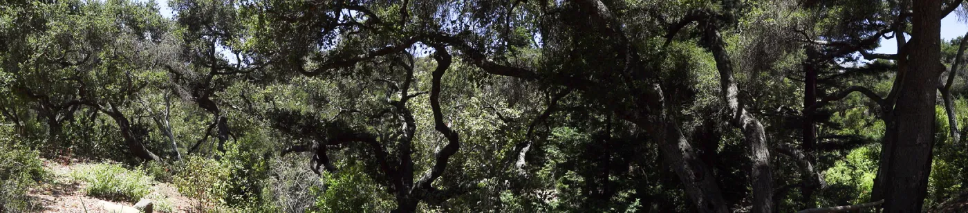 oak canopy, Canyon Section, Indian Steps, panorama