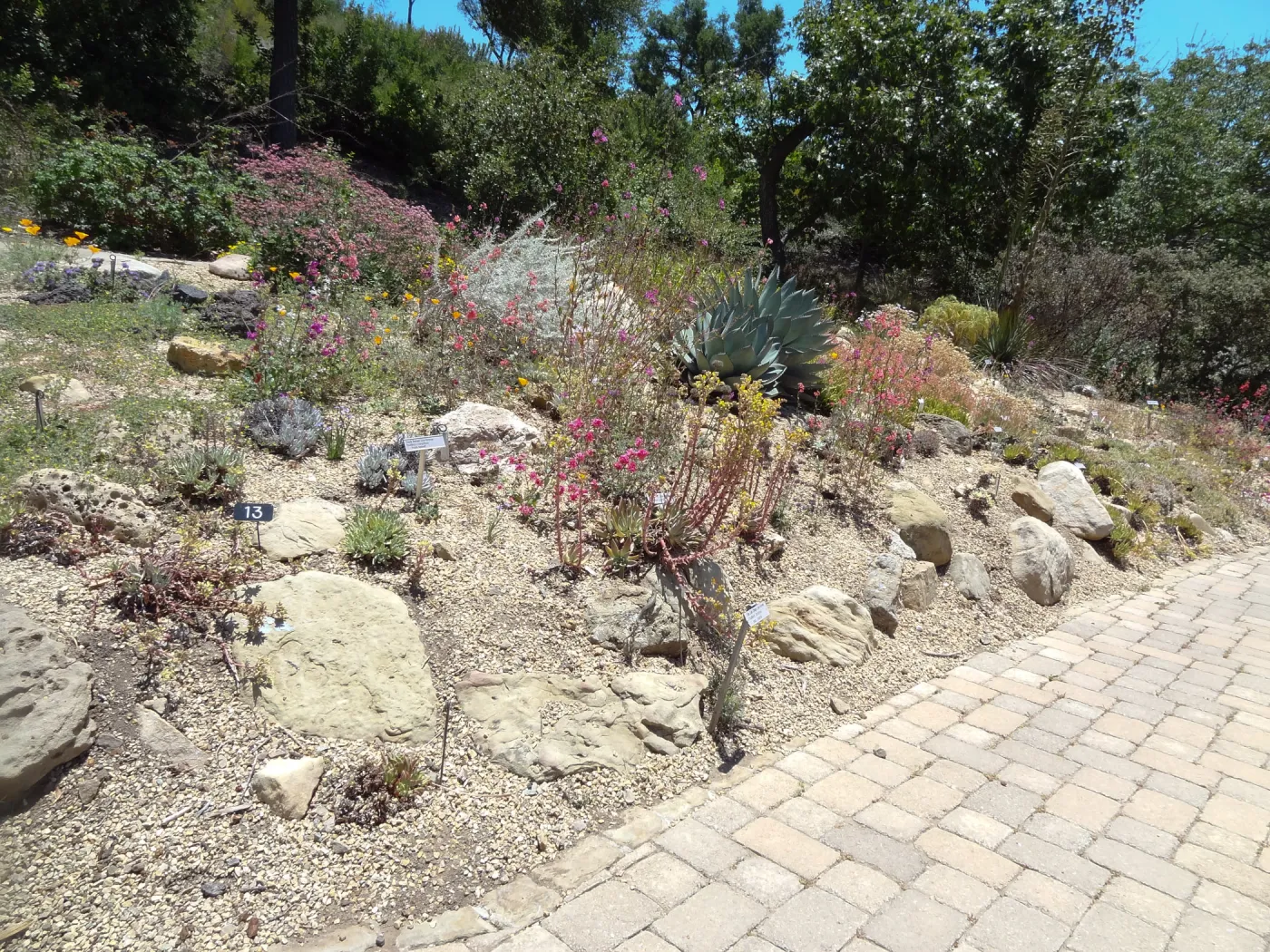 Dudleya display