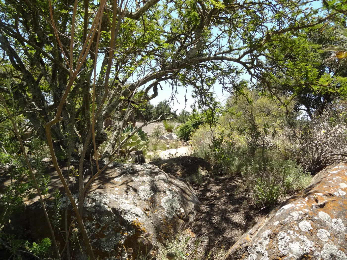 Desert Section