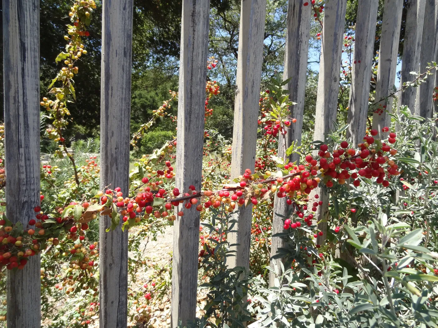 Berberis nevinii on wood fence, red berries, Conservation Section