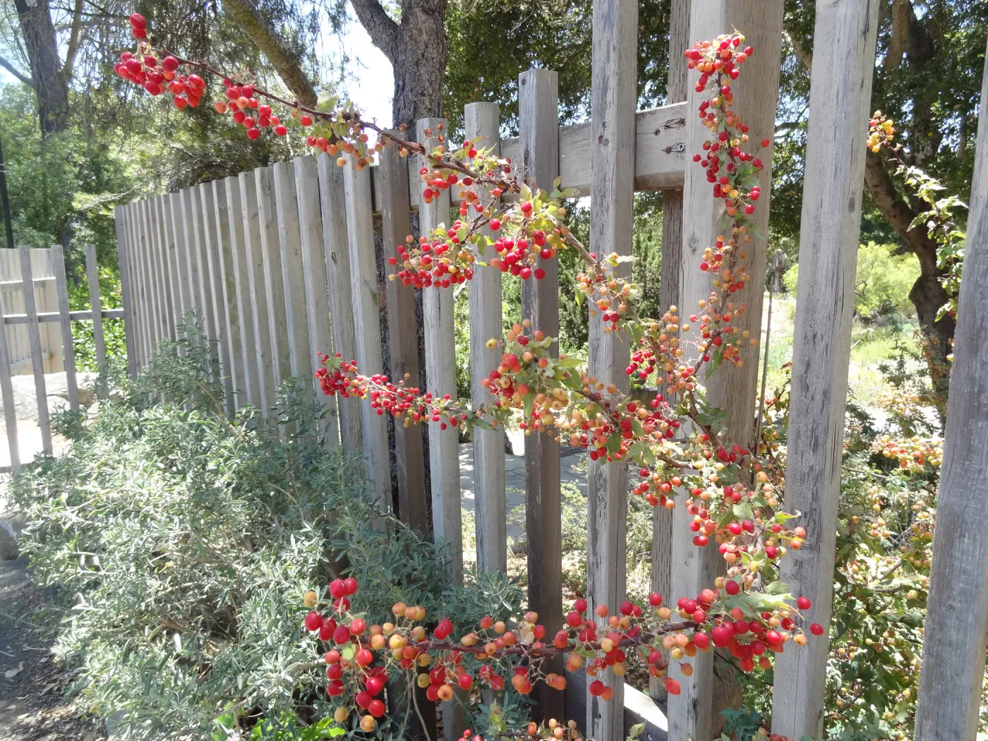 Berberis nevinii on wood fence, red berries, Conservation Section