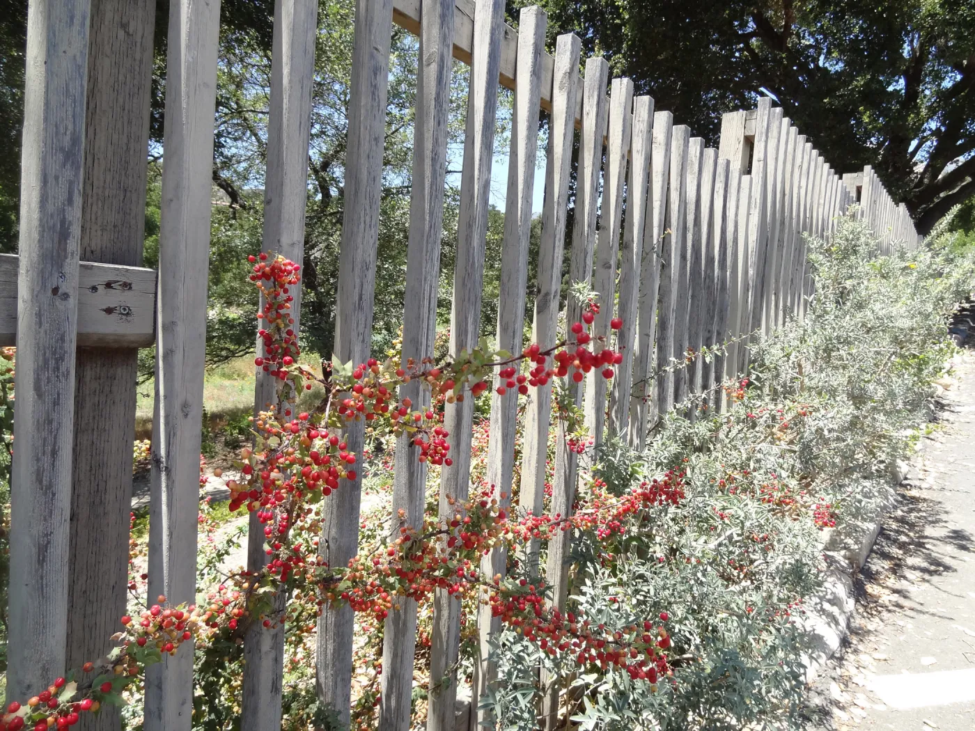 Berberis nevinii on wood fence, red berries, Conservation Section