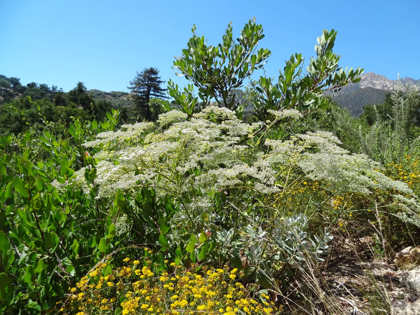 Porter Trail in bloom