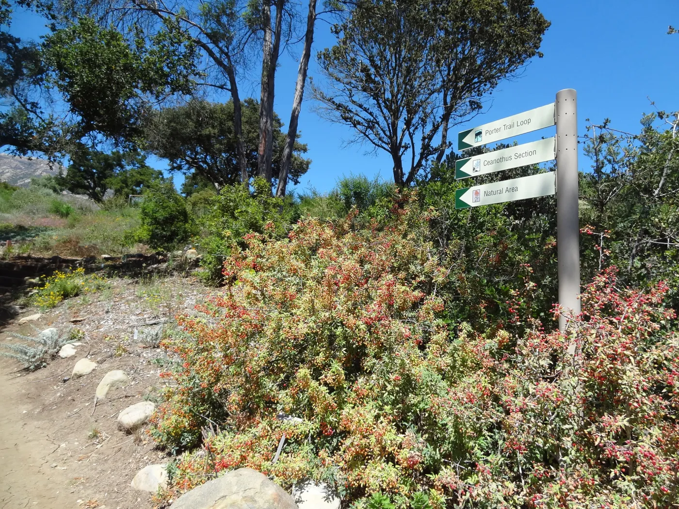 Berberis nevinii, red berries, Porter Trail Ceanothus Section, Nature Loop way signs