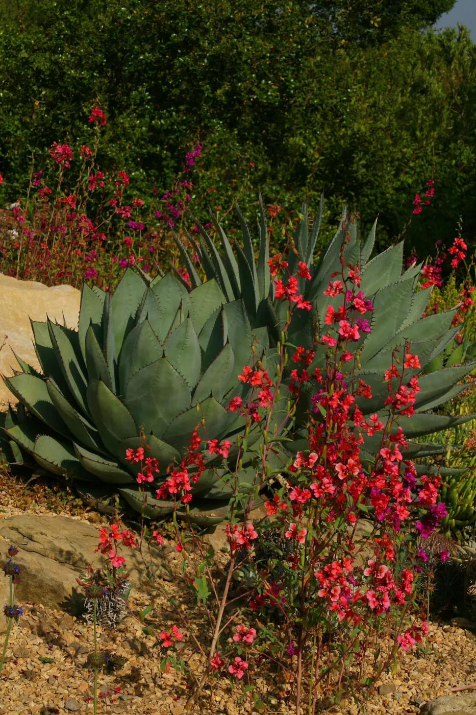 Agave and wildflowers in bloom, Rose and Nightingale concert in the Garden event