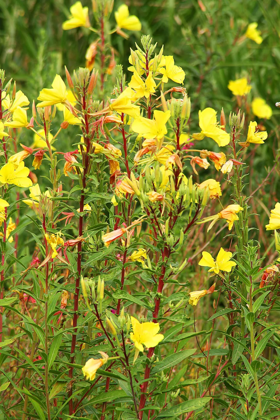 Evening primrose in bloom, Rose and Nightingale concert in the Garden event