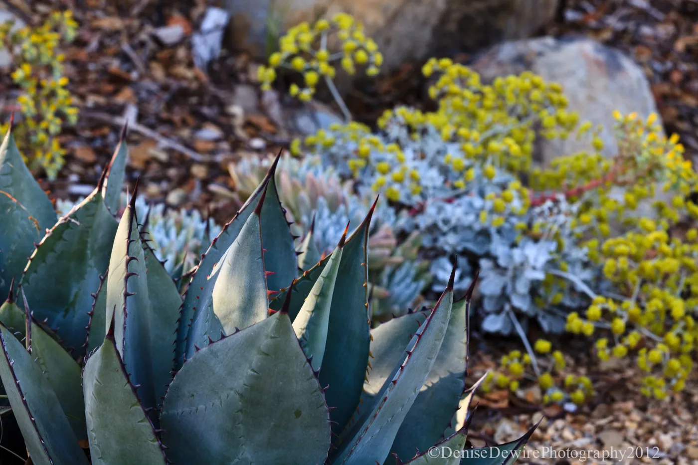 Agave (Century Plant) and buckwheat in bloom